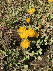 Trifolium jokerstii