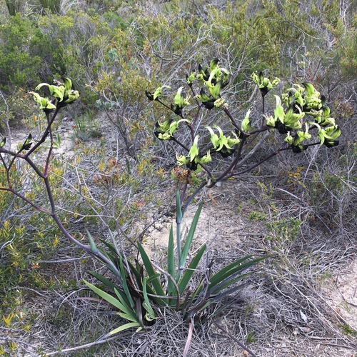 Macropidia fuliginosa, photograph 1