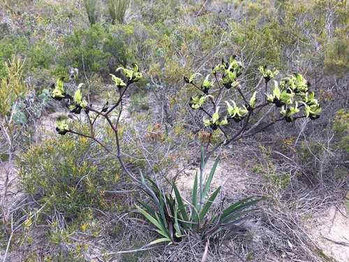 Macropidia fuliginosa, photograph 2