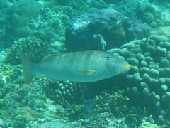 Lethrinus xanthochilus