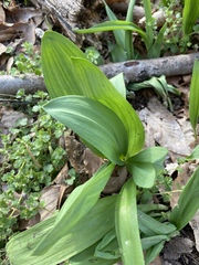 Allium tricoccum