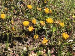 Trifolium jokerstii