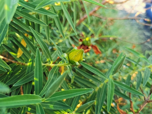 Hypericum lanceolatum, photograph 1