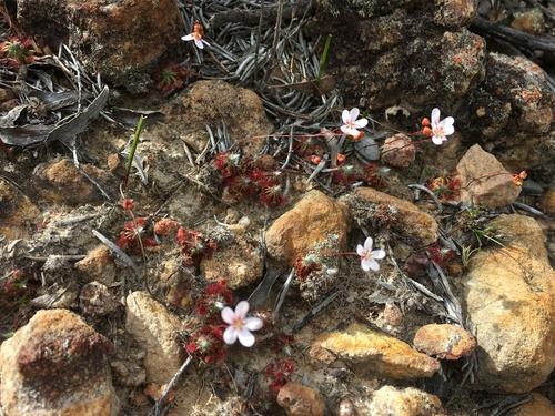Drosera spilos