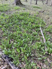 Allium tricoccum