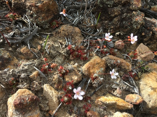 Drosera spilos
