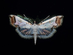 Pycnarmon leucinodalis