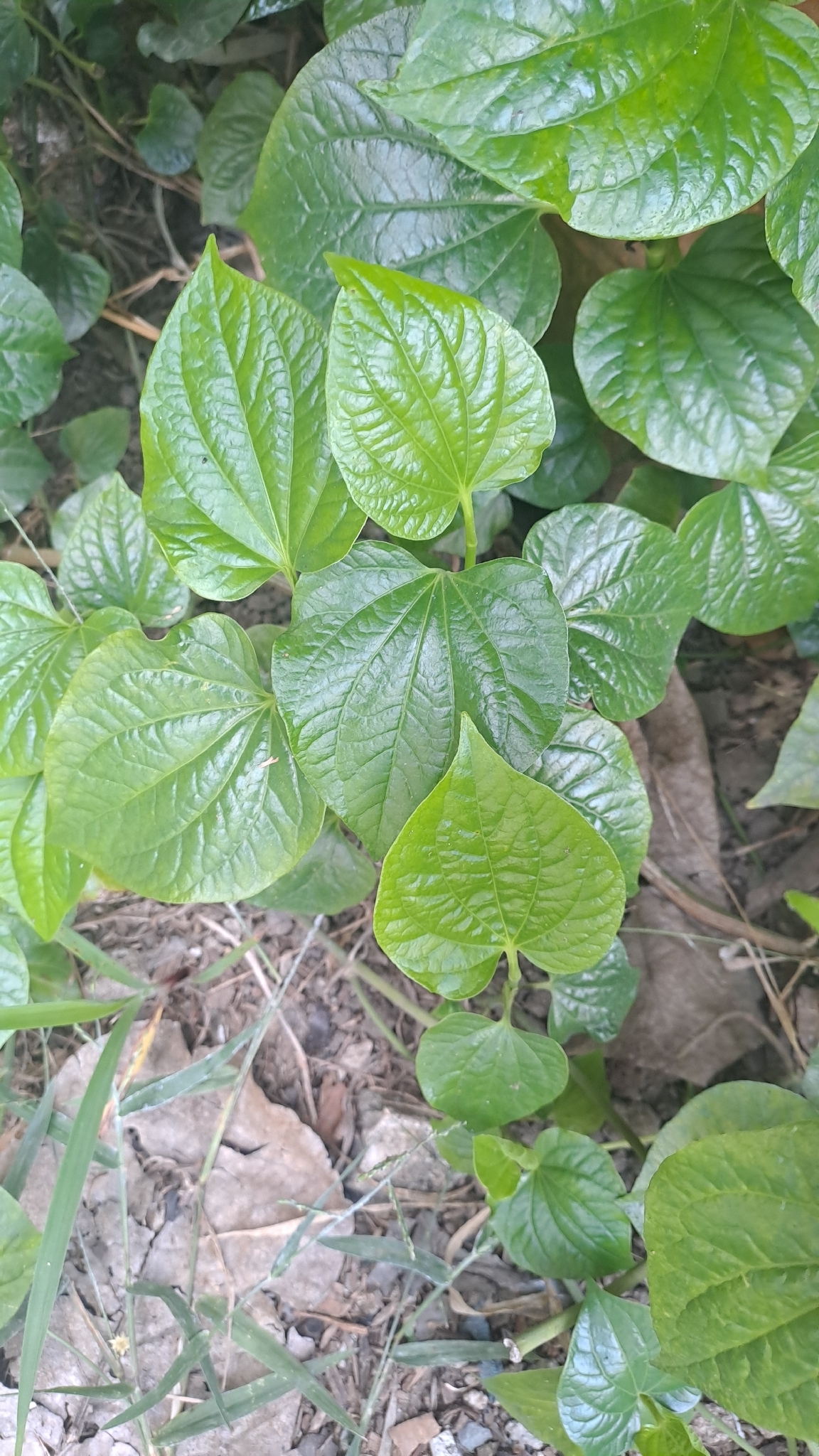 Piper sarmentosum (Piper sarmentosum)