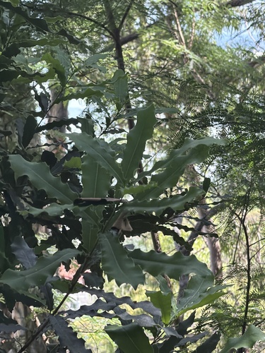 Macadamia integrifolia observed 2026-04-26