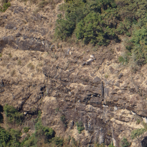 Rüppell's Griffon