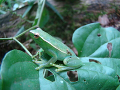 Sphaenorhynchus caramaschii