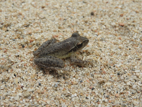 Eastern Stony-creek Frog