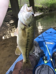 Micropterus henshalli