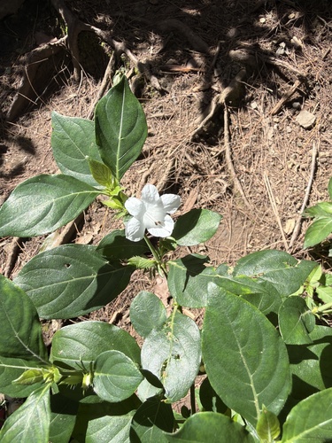 Barleria cristata observed 2026-04-26
