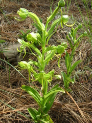 Habenaria jaliscana
