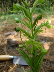 Habenaria jaliscana