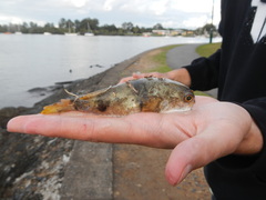 Marilyna pleurosticta