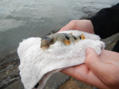 Marilyna pleurosticta