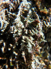 Bilimbia sabuletorum