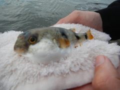 Marilyna pleurosticta