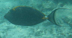 Naso elegans