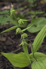 Epipactis papillosa