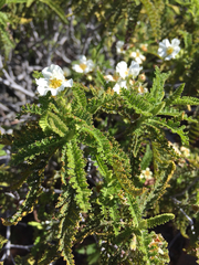 Chamaebatia australis