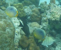 Chaetodon trifasciatus