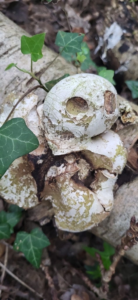 Fomitopsis betulina · April 2026 · photo: © worldofscience (iNaturalist, cc0)