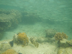 Epinephelus fuscoguttatus