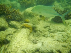 Caranx papuensis