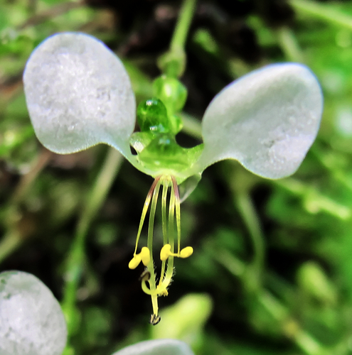 Aneilema umbrosum, photograph 3