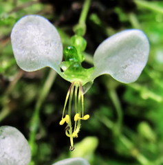 (c) Philippe Hornus, some rights reserved (CC BY) Aneilema umbrosum, photograph (c) Philippe Hornus, some rights reserved (CC BY)