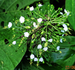 (c) Philippe Hornus, some rights reserved (CC BY) Aneilema umbrosum, photograph (c) Philippe Hornus, some rights reserved (CC BY)