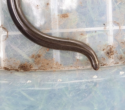 Zambezi Blind Snake