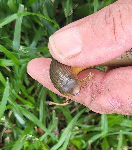 Zambezi Blind Snake
