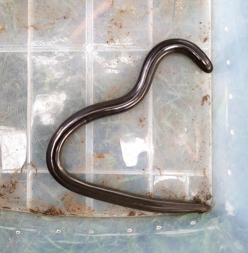 Zambezi Blind Snake