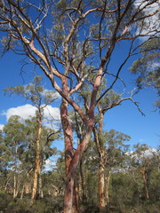Eucalyptus accedens