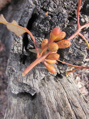 Eucalyptus accedens