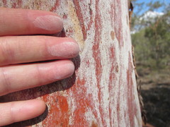 Eucalyptus accedens