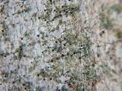 Chaenotheca trichialis