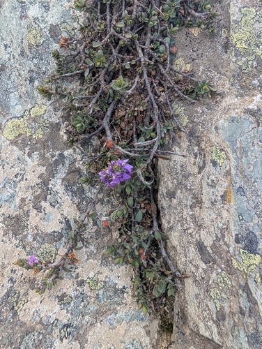 Veronica pimeleoides observed 2026-04-27