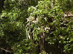 Selenicereus ocamponis