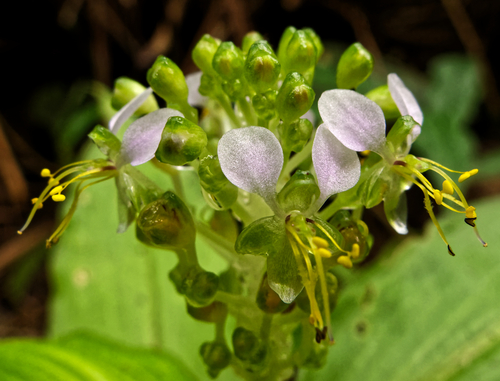 Aneilema umbrosum