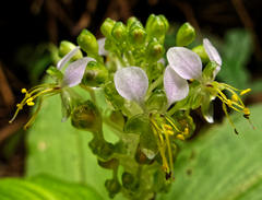 Aneilema umbrosum