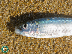 Round Sardinella photo 3