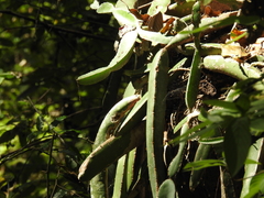 Selenicereus ocamponis