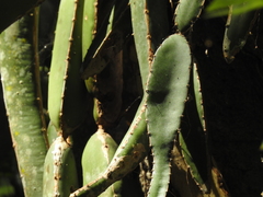 Selenicereus ocamponis