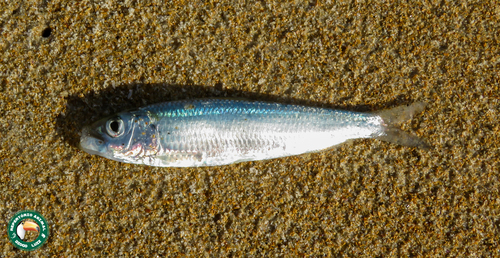 Brazilian Sardinella (Sardinella brasiliensis) · iNaturalist