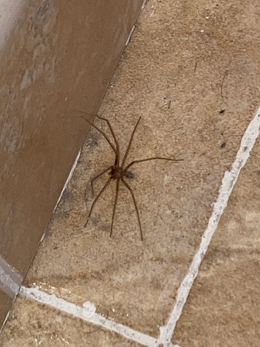 Mediterranean recluse